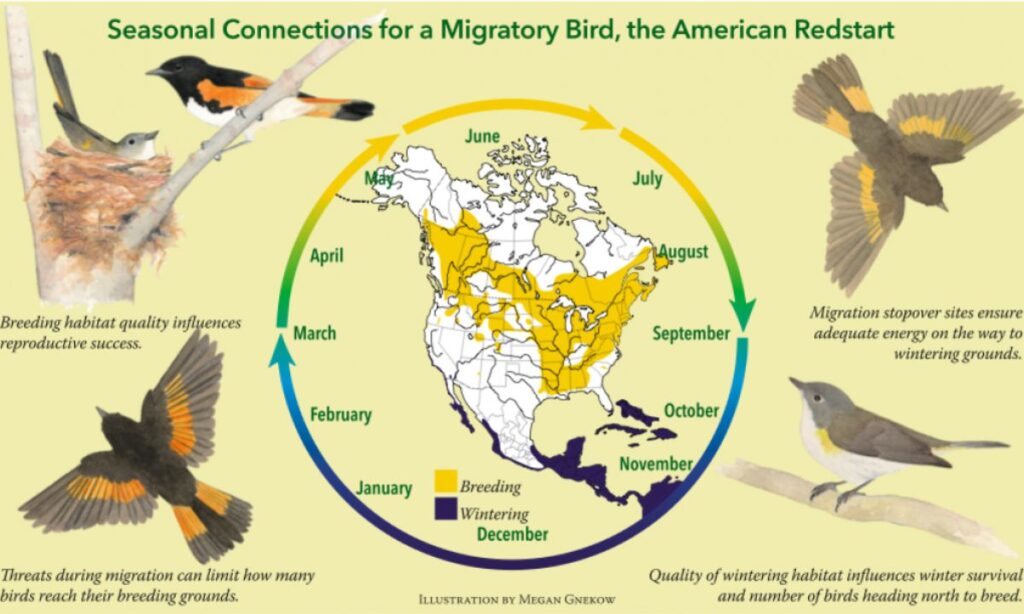 Habitat and Distribution of Hancock Birds