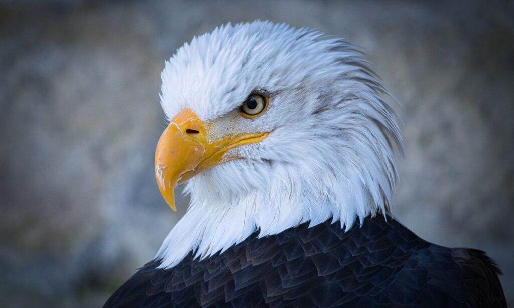 What Is A Hancock Bird