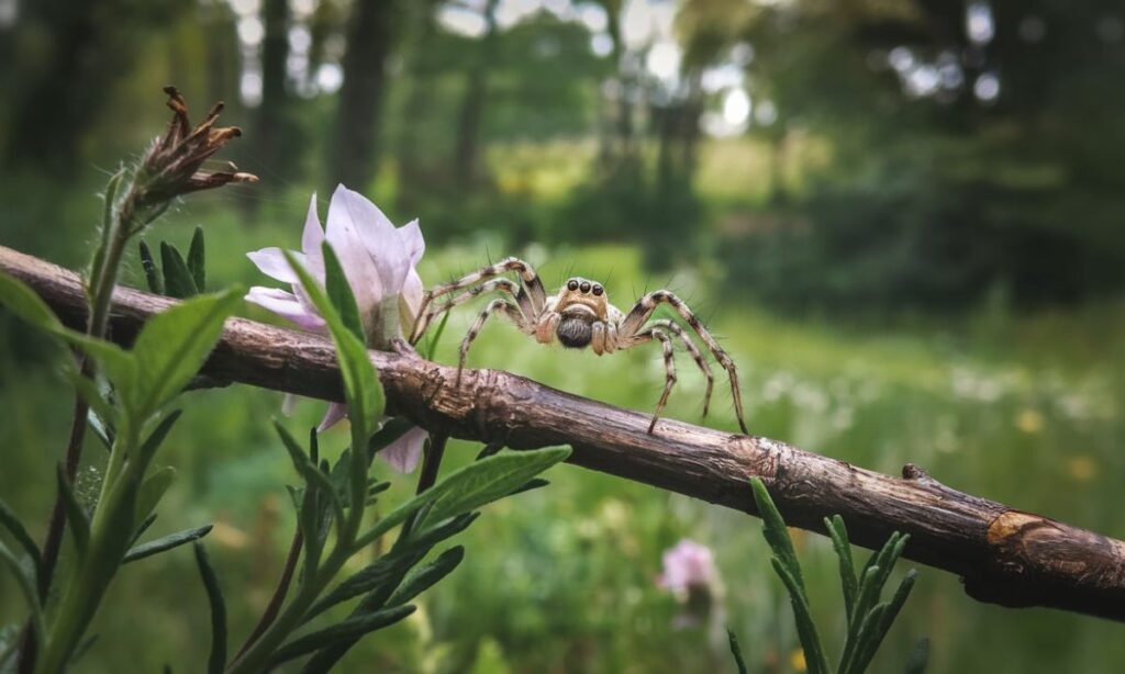 Exploring the World of Cute:2hdertbz4ik= Spider: Adorable Traits, Fun Facts, and Why They Matter